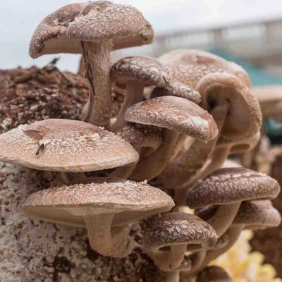 Planet Mushroom - Fresh Shiitake Mushroom