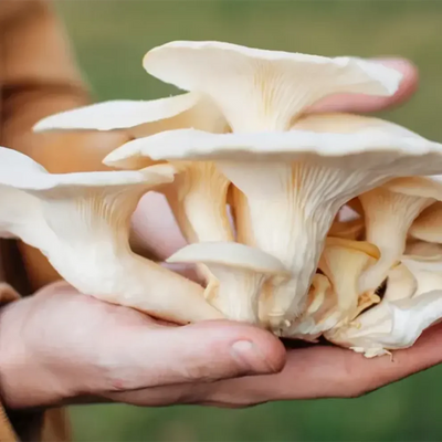 Planet Mushroom - Fresh Oyster